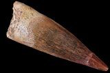 Real Spinosaurus Tooth - Composite Tip #87395-1